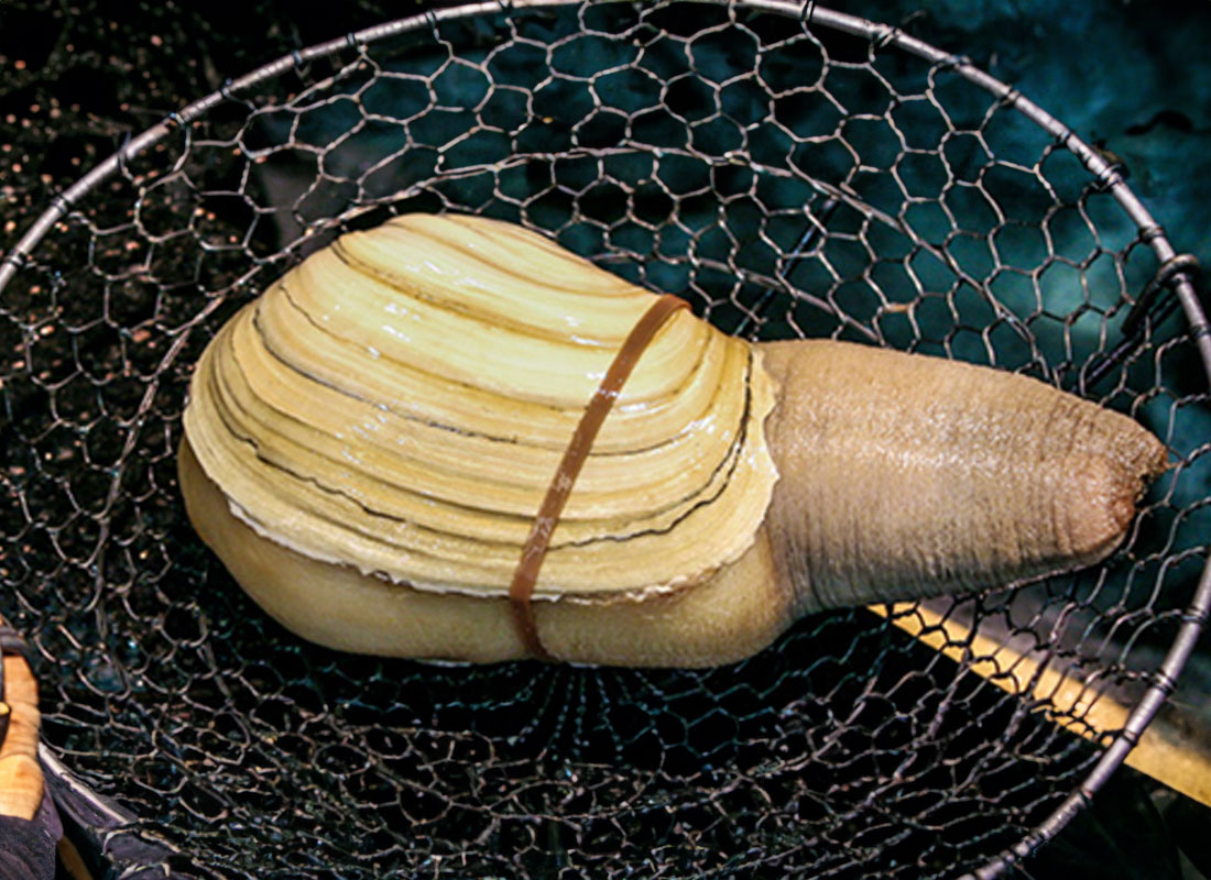 Dig Deep - A Deeper Dive into the Famous (and memorable) Pacific Geoduck Clam MasterClass