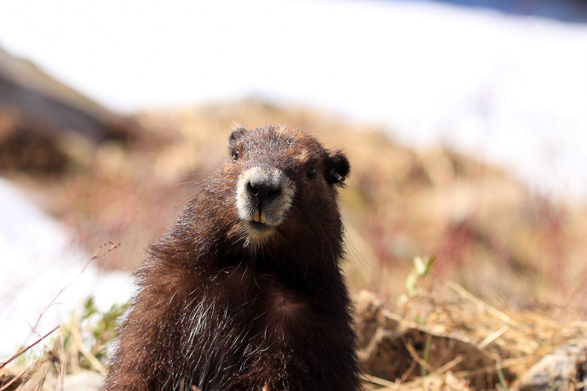 Wildlife on Vancouver Island