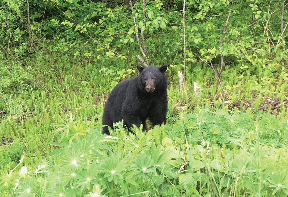 Wildlife on Vancouver Island