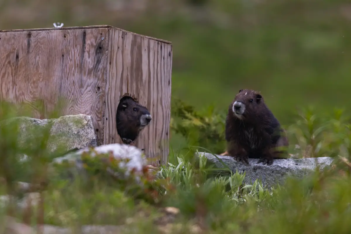 Vancouver Island Marmot