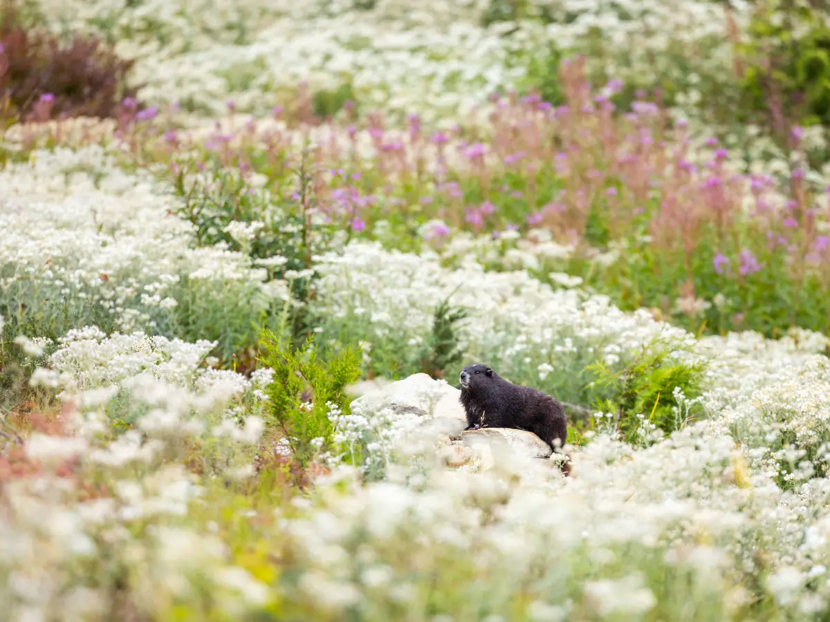 Vancouver Island Marmot