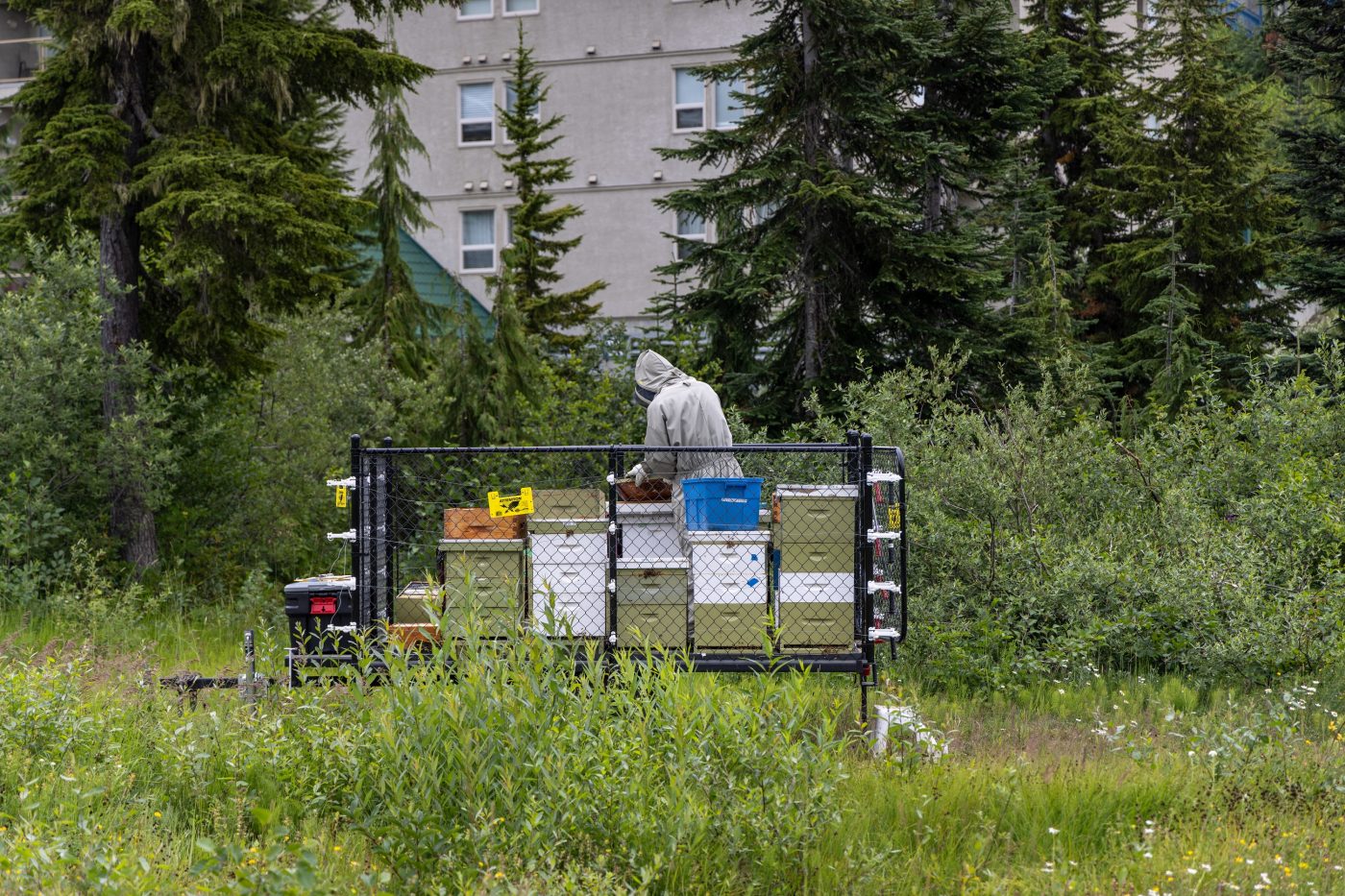Beehives behind an electric fence at the alpine apiary below the Hawk Chair