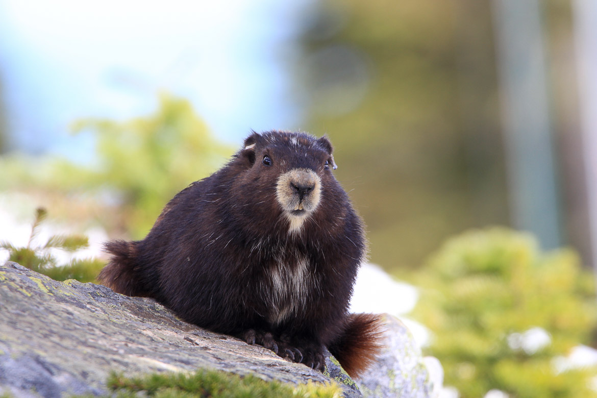 Vancouver Island marmot at Mount Washington
